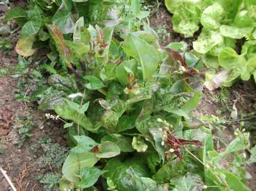 DSCF1754 websalades montées