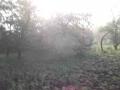 DSCF2371 webbigarreau en fleur dans la brume matinale