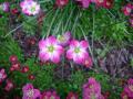 Saxifrage