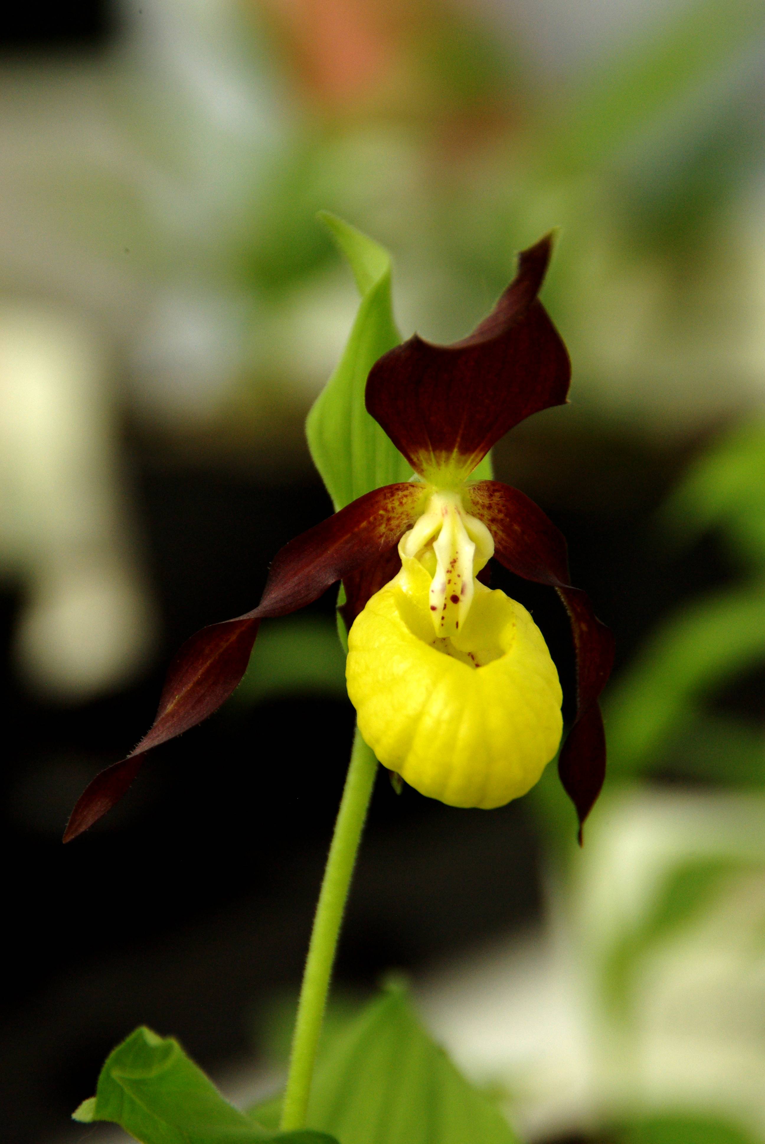 Cypripedium parviflorum - 1