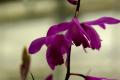 Bletilla striata purple - 1