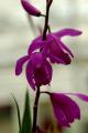 Bletilla striata purple - 2