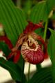 Cypripedium - 1