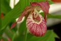 Cypripedium - 2