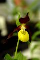 Cypripedium parviflorum - 1