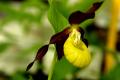 Cypripedium parviflorum - 2