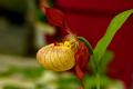 Cypripedium parviflorum - 3