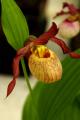 Cypripedium parviflorum - 4