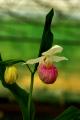 Cypripedium reginae