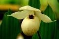 Cypripedium Ulla-Silkens - 1