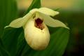 Cypripedium Ulla-Silkens - 2