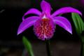 Pleione tongariro