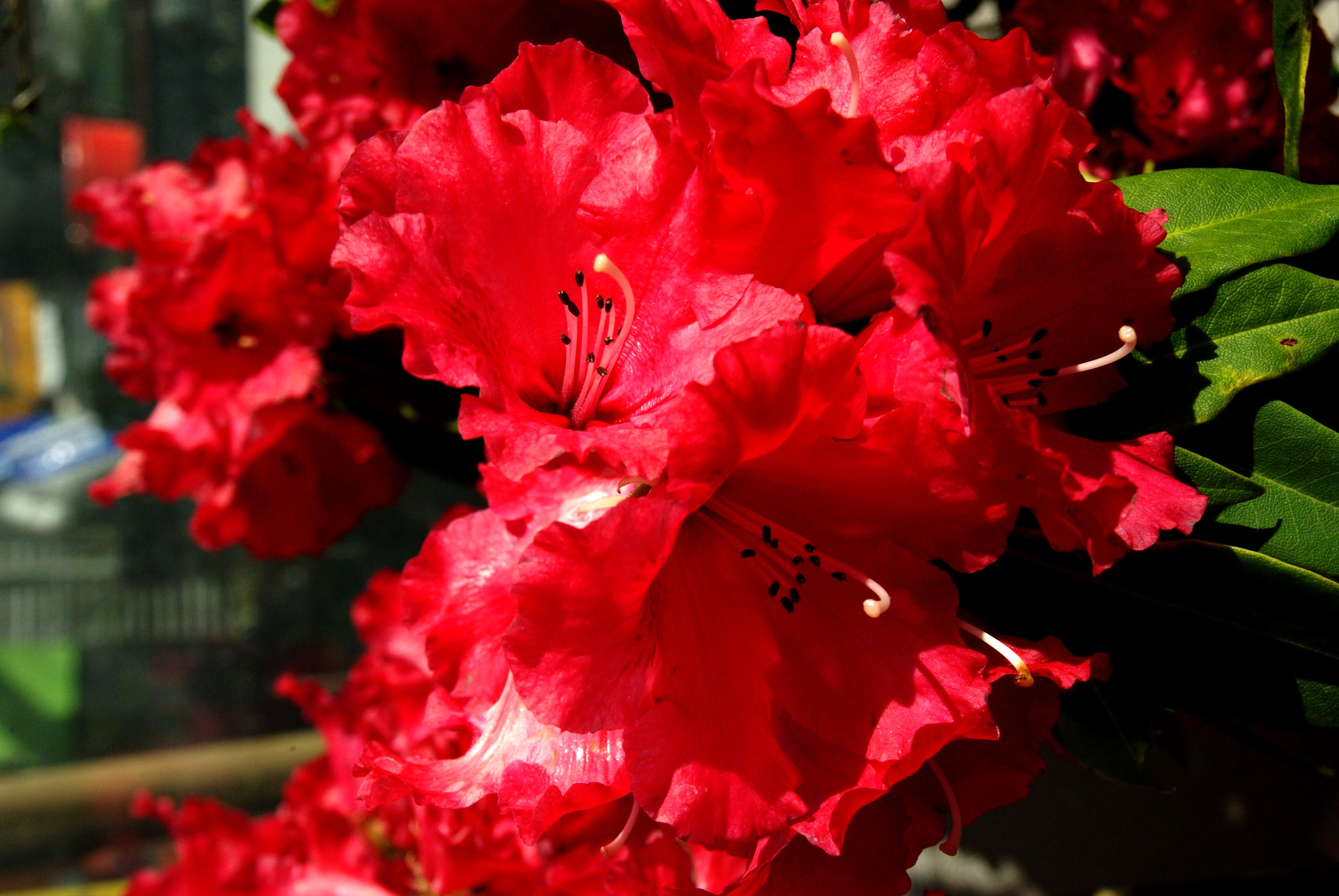 Rhododendron Markeeta's Prize