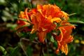 Azalée Apricot surprise
