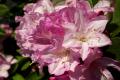 Rhododendron Adm. Piet hein