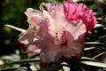 Rhododendron Halopeanum