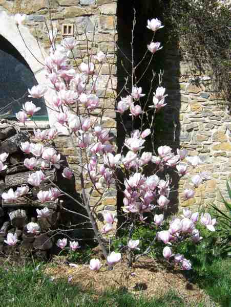 magnolia-2 web 1328034799