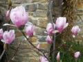 2008-magnolia-detail web 1328034774
