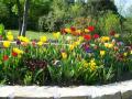2010-4-24-tulipes web 1328091857