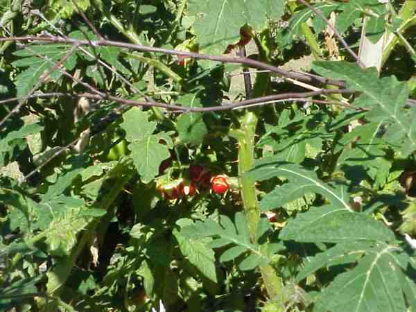 fruit-tomate-lichi web 1328092573