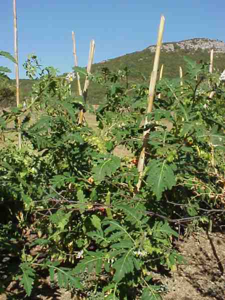 tomate-lichi4 web 1328092481