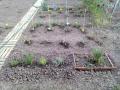 les premières plantations ! !