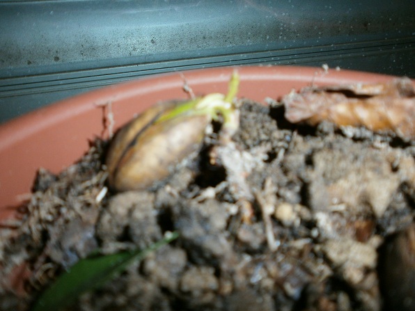 gland germé