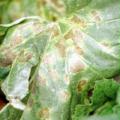 anthracnose melon picture 170x170px