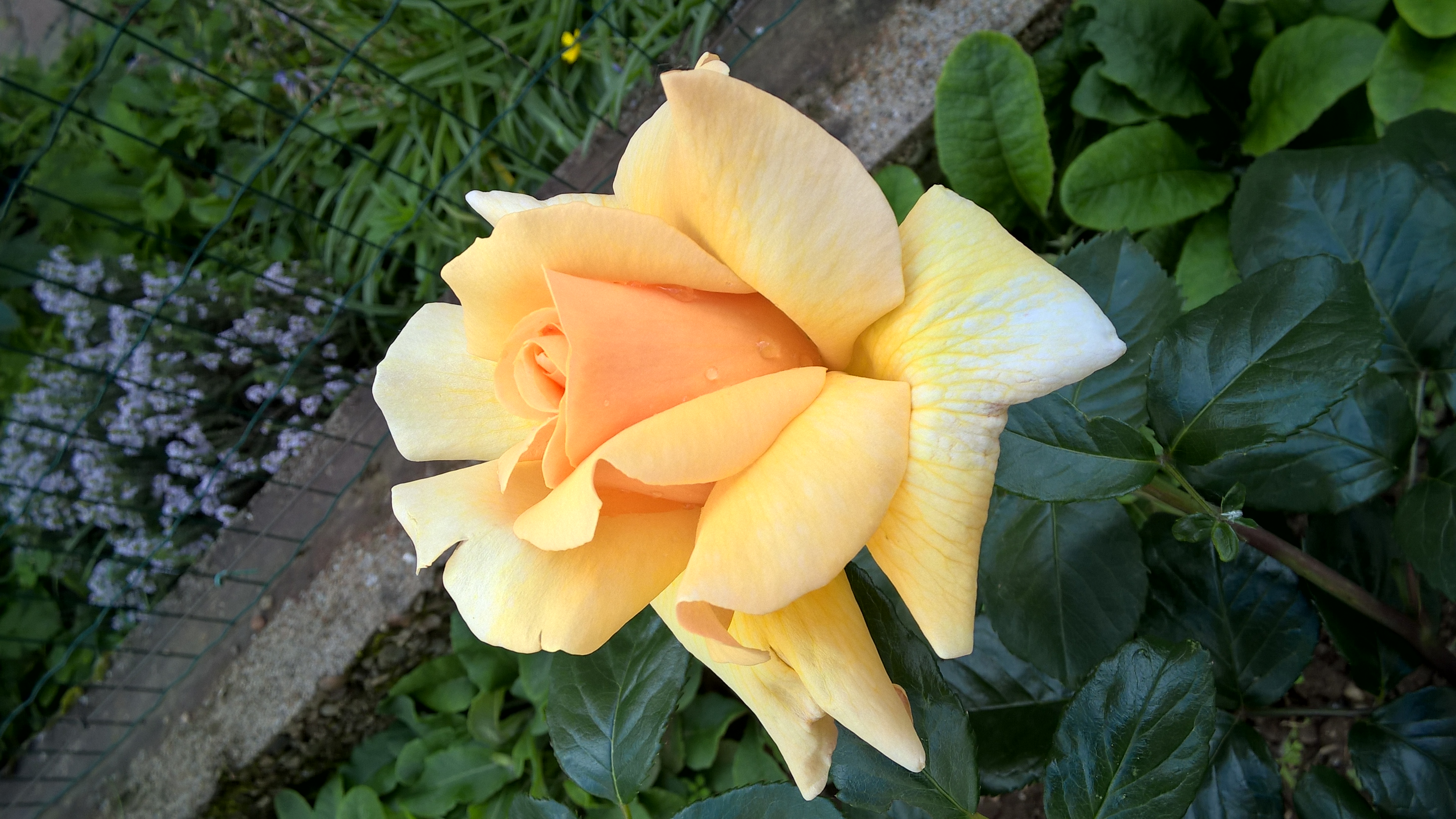 Rose (orangé)