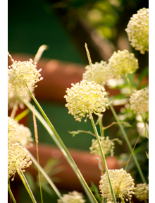 Inflorescence